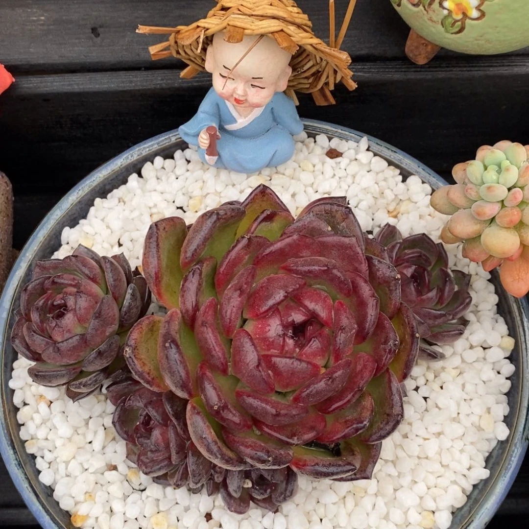 黑橙多肉植物盆栽