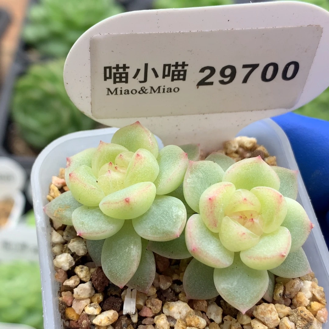 小***帽多肉植物杂交珍妮
