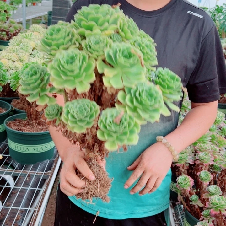 中等辛尼呀多肉法师