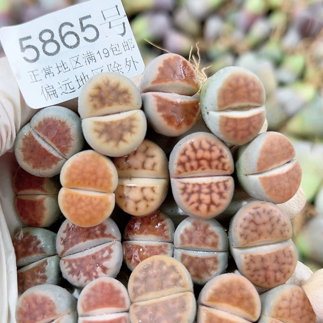 5865 好养易活生石花大母本19个