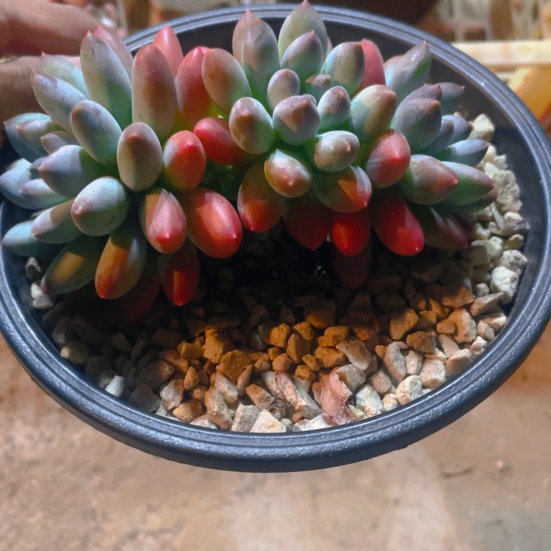菩提美人多肉植物一棵