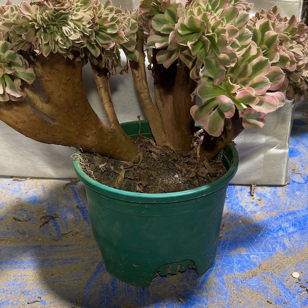 多肉植物粉女巫缀花58