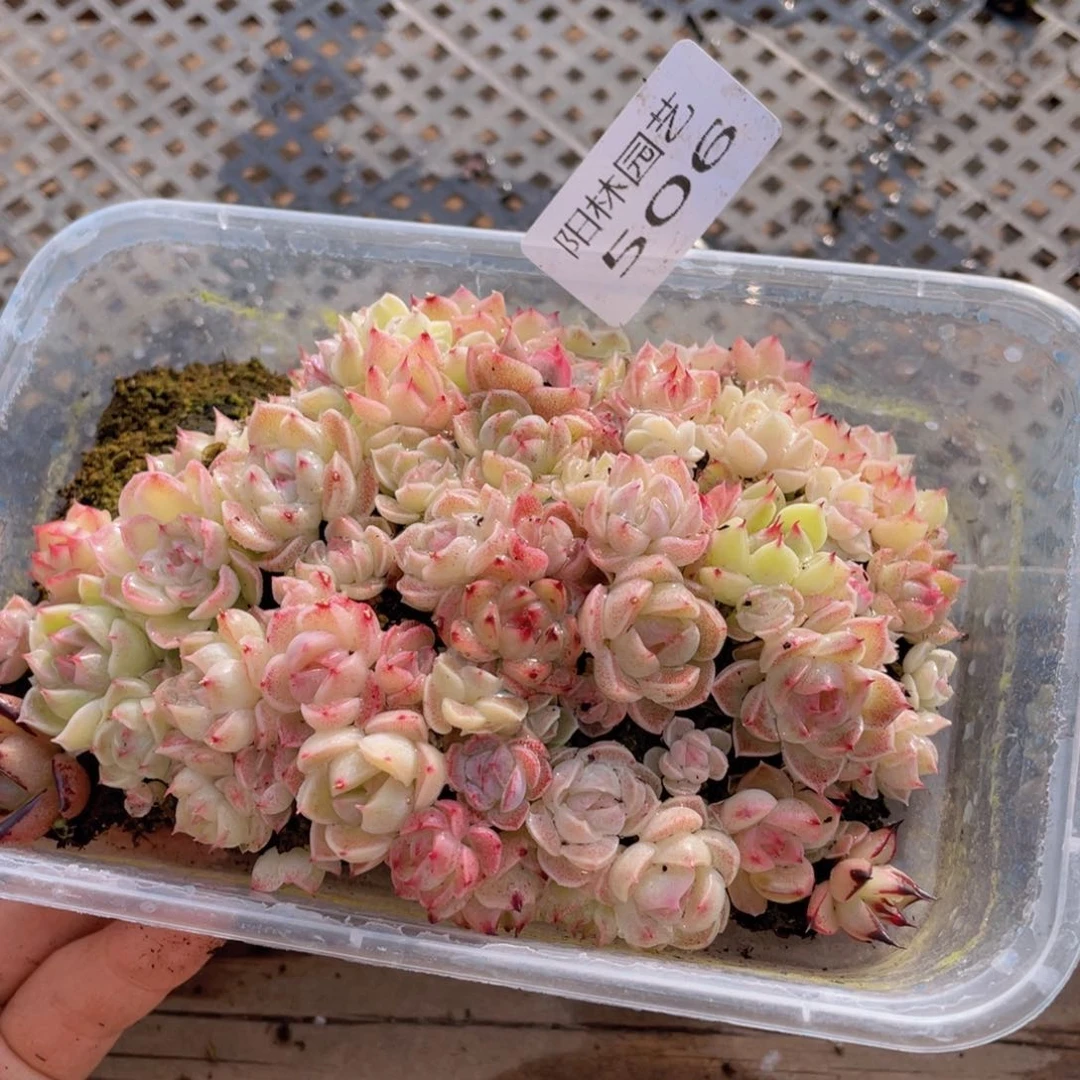 多肉植物多肉植物506