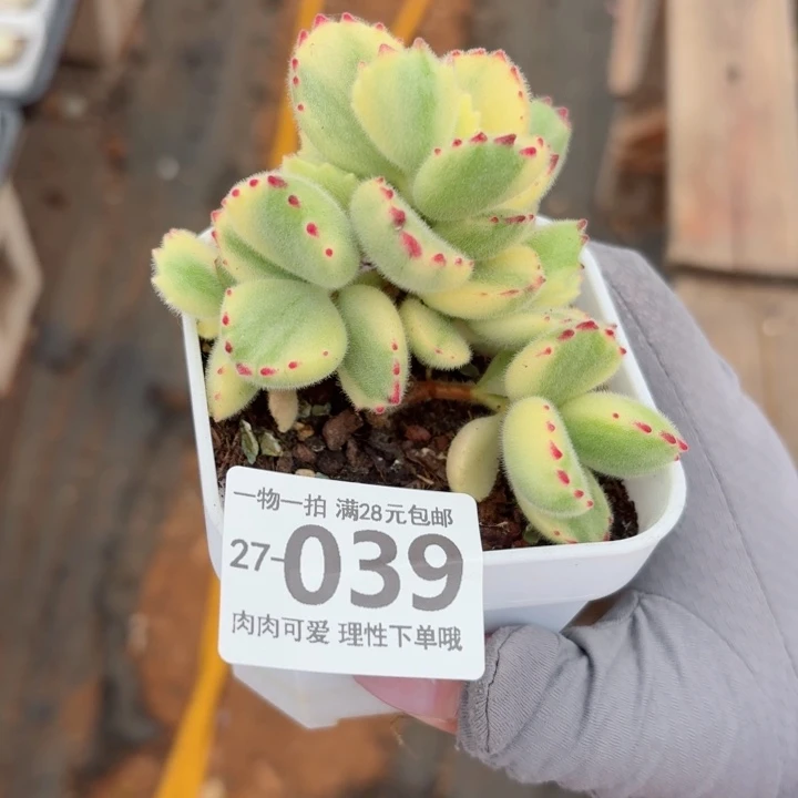 白熊无盆土无盆土发货无
