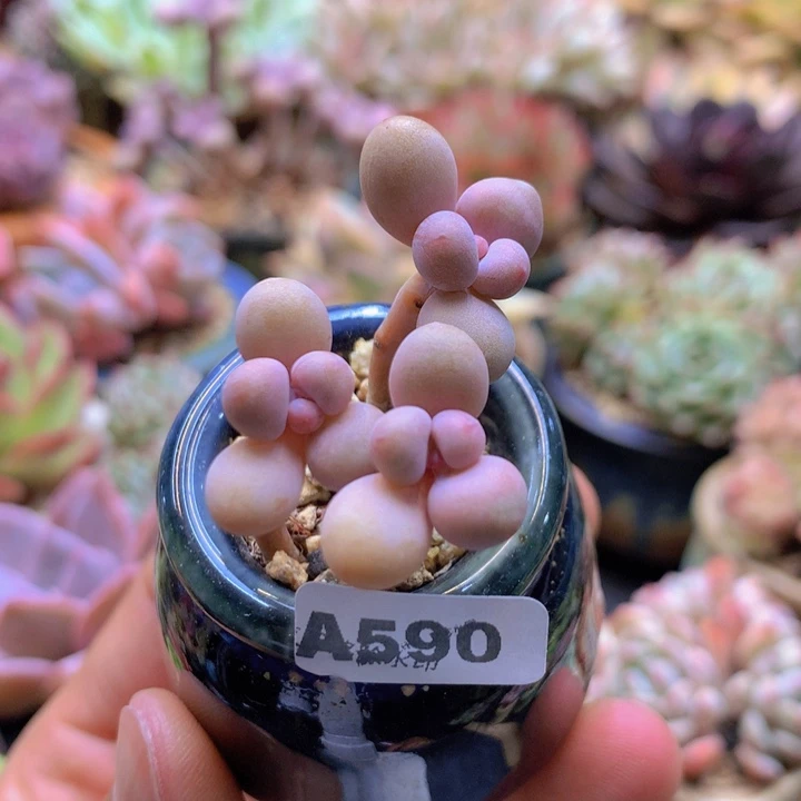 一物一拍含盆土满38包邮A590