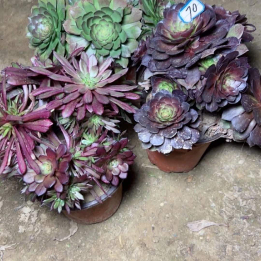 【闪购商品】落*李多肉植物处理不售后70