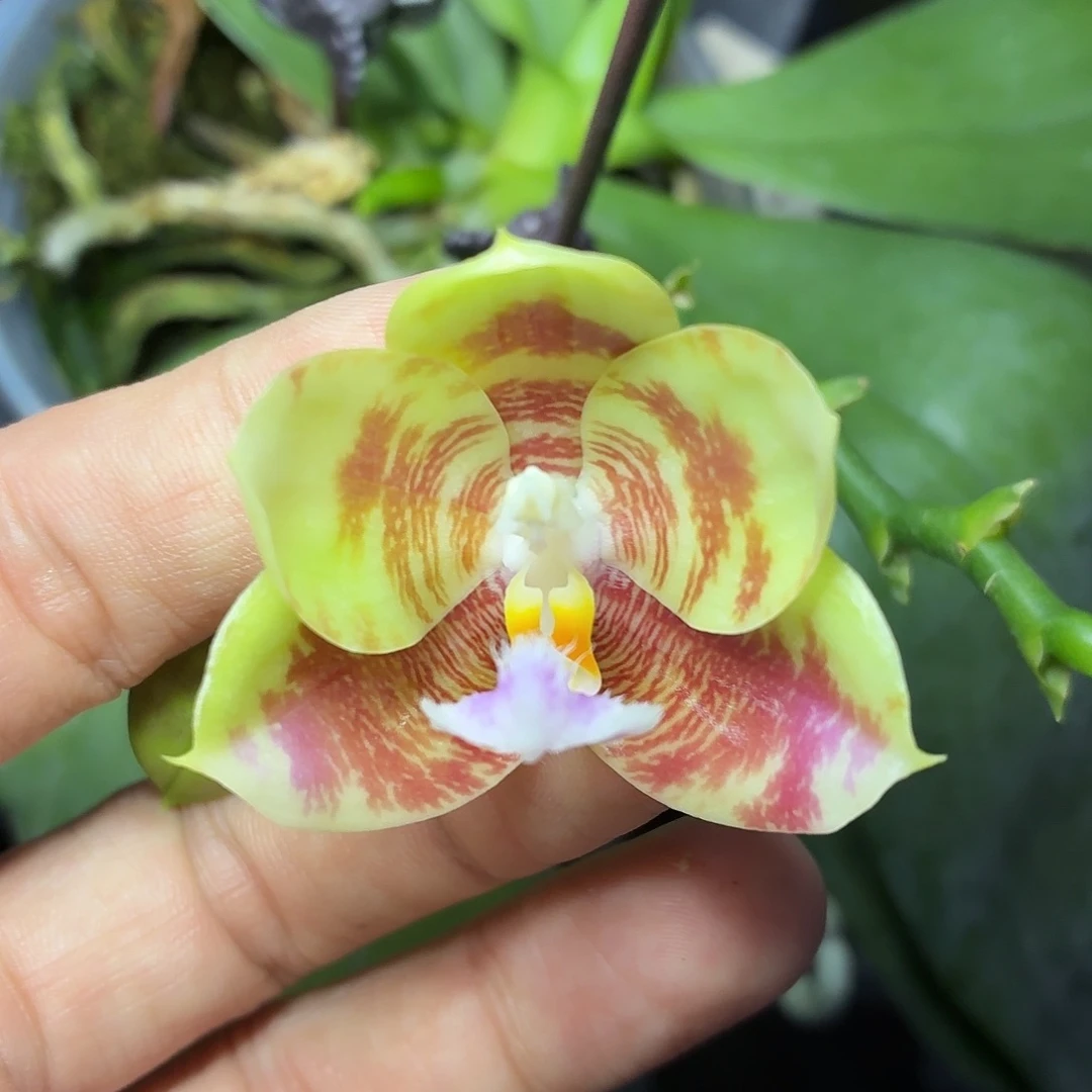 当前无花朵，栽培后可花朵A250yss1149