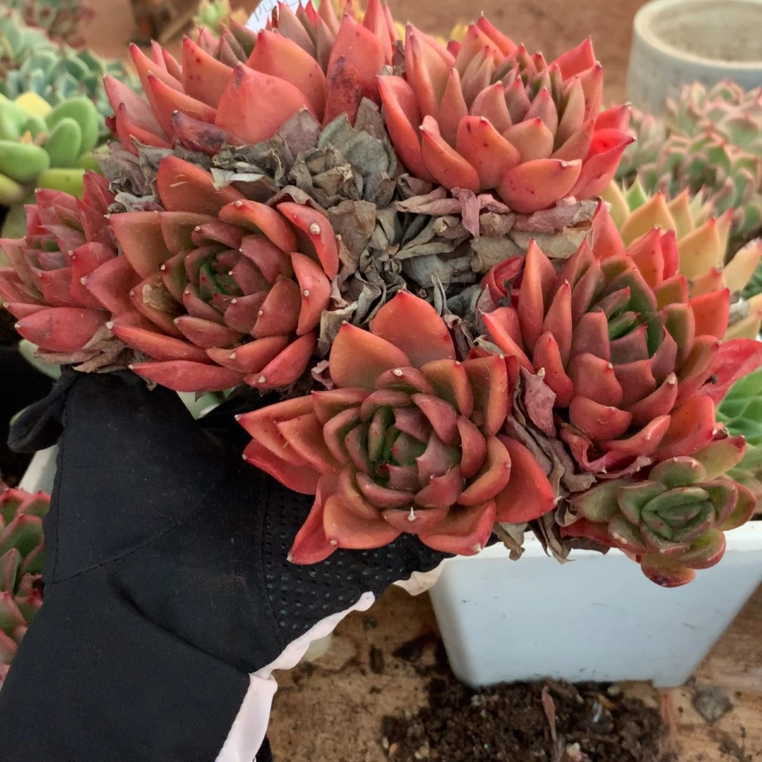 清*6465杂交精品基地18厘米