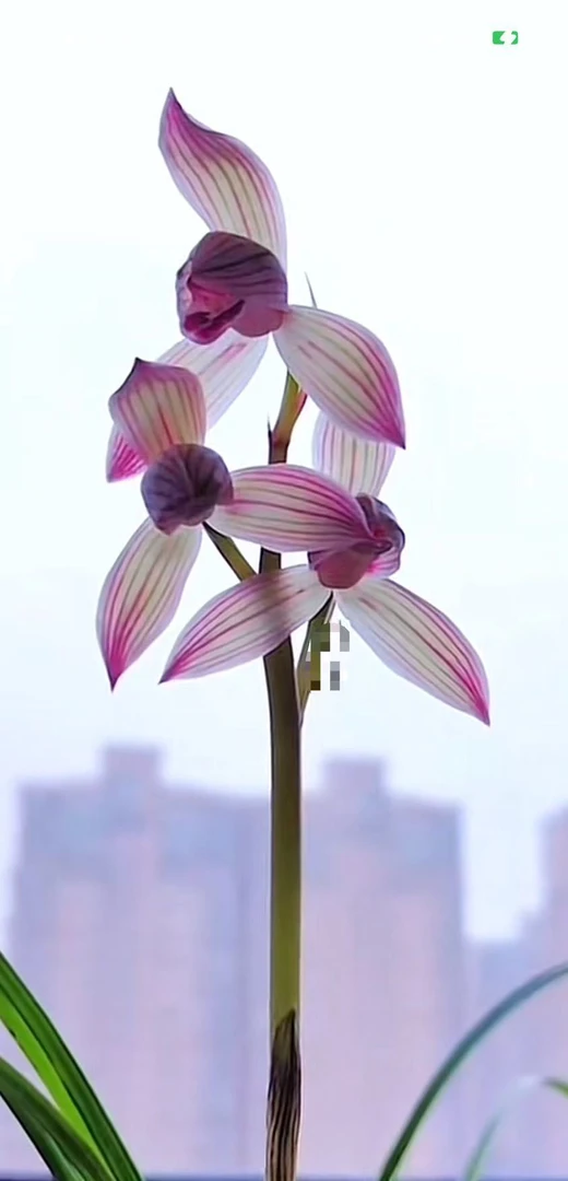 莲瓣兰铭品（玉面佳人）3苗脱盆裸根发货