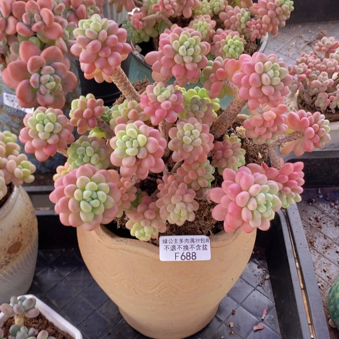 鱼子酱老桩20cm688多肉植物