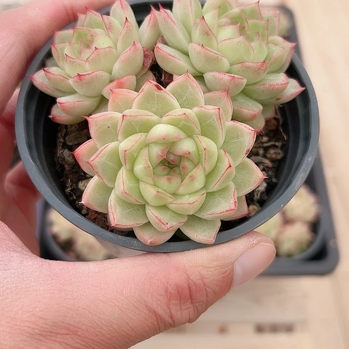 麦秆女王多肉植物
