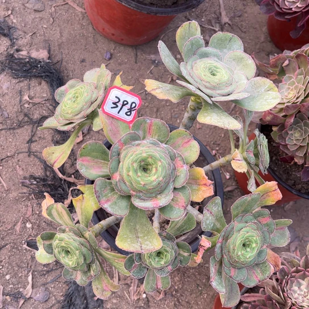 398多肉植物暴君老桩