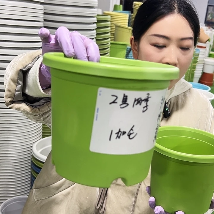 特价2号四季口17高15果绿10只无托