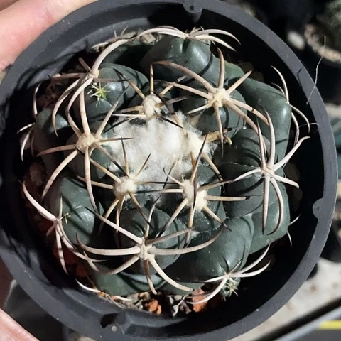 实生安宅象过年福利