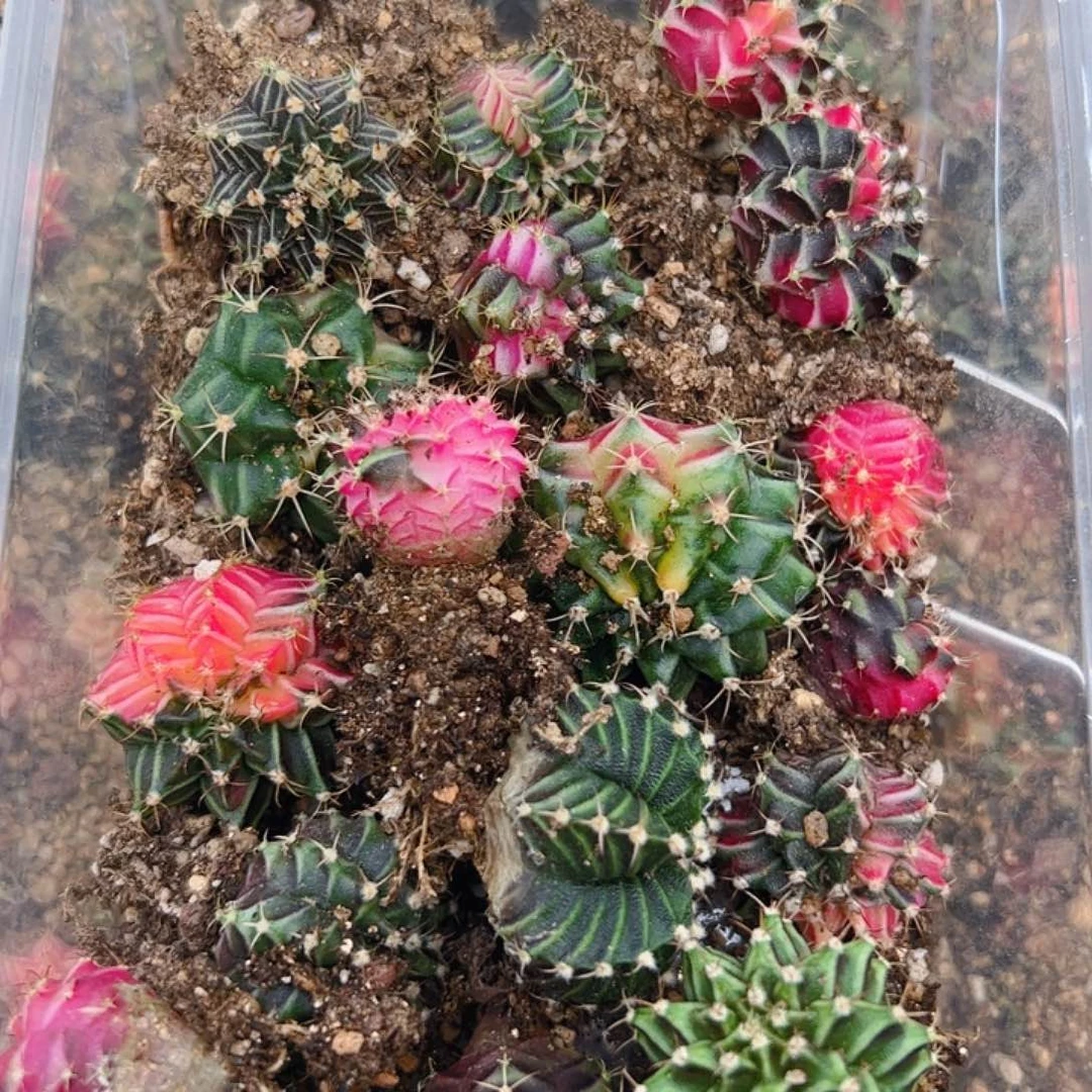 当前无花栽培后可以开花390