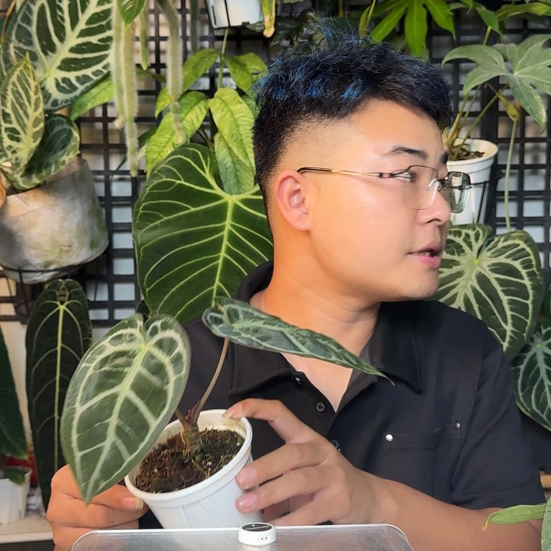 羽****完全开放一物一拍U122