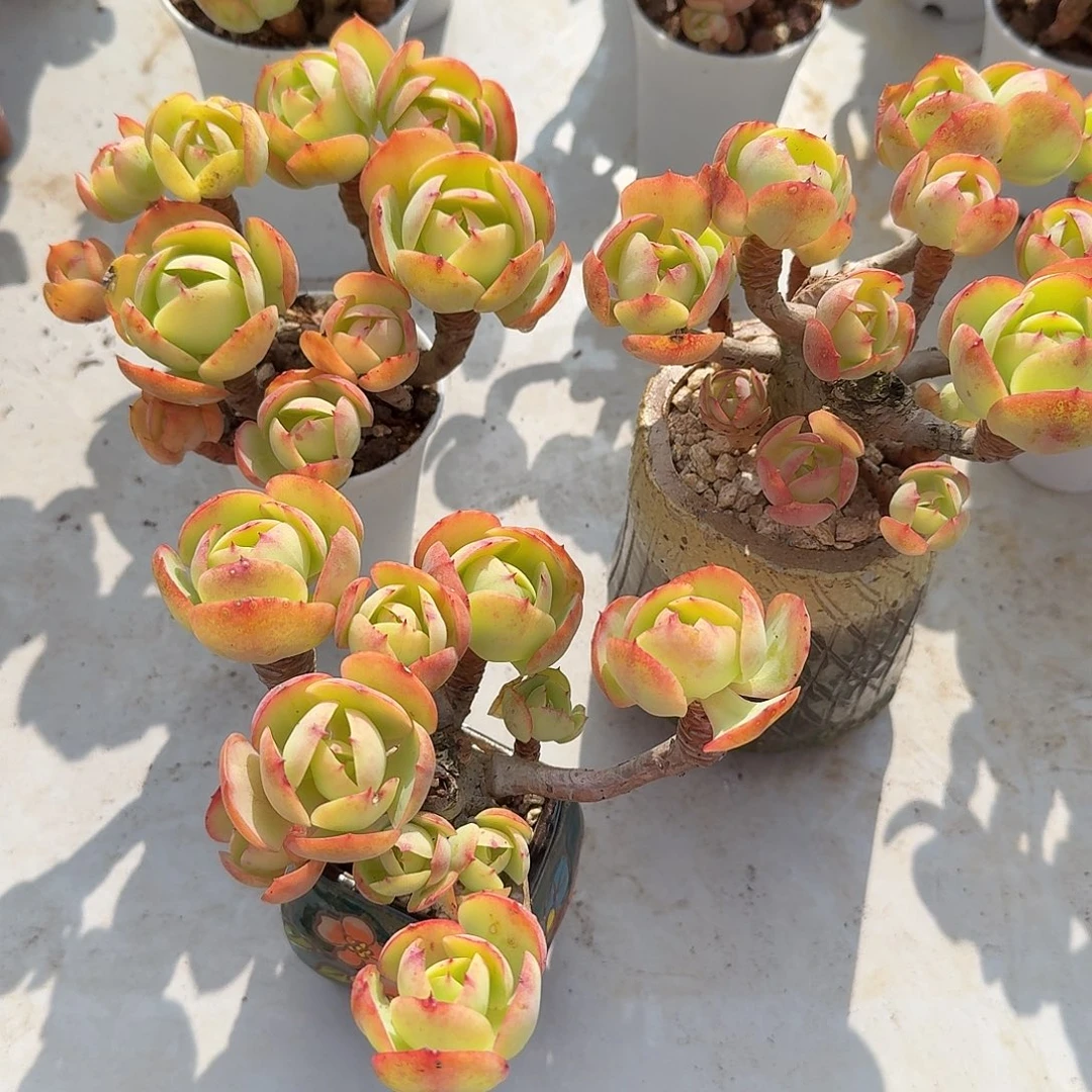 2***月鸡蛋碧桃多肉植物三颗