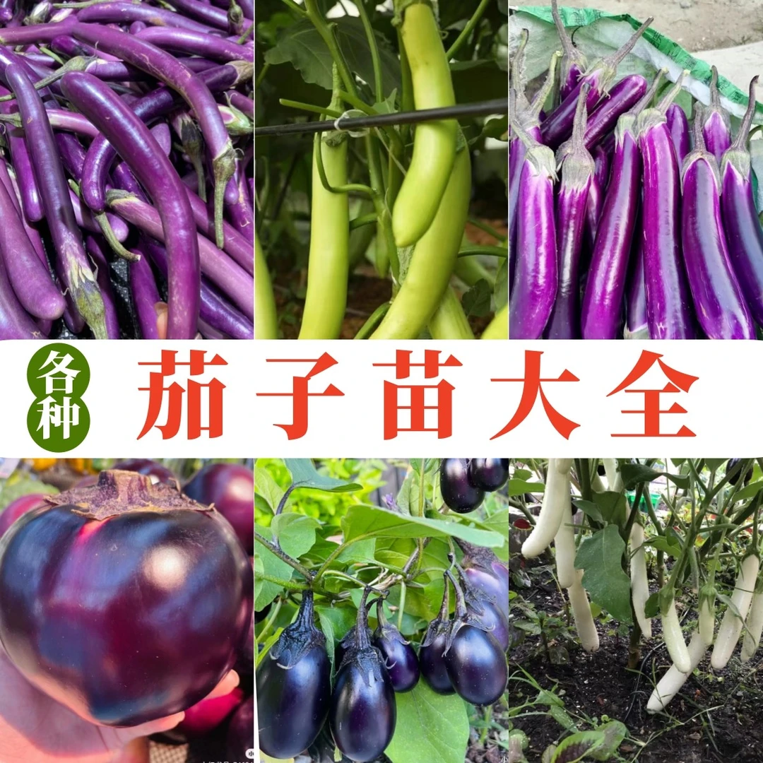 [高产茄子苗]杭茄紫长茄绿黑圆茄浇水苗生长期绿长茄苗庭院阳台