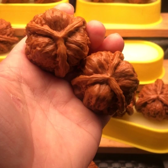 老***毅核桃核桃核桃核桃核桃