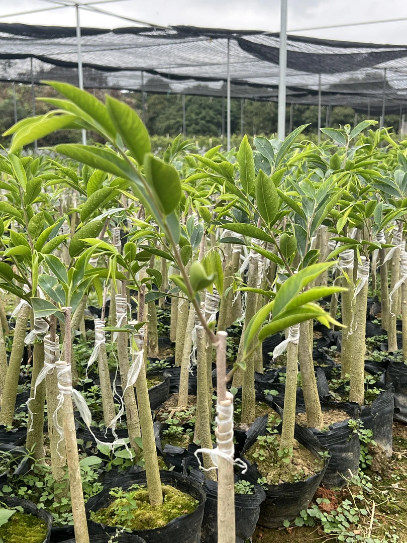 正宗绿奇楠、组合多品种、10棵起包邮