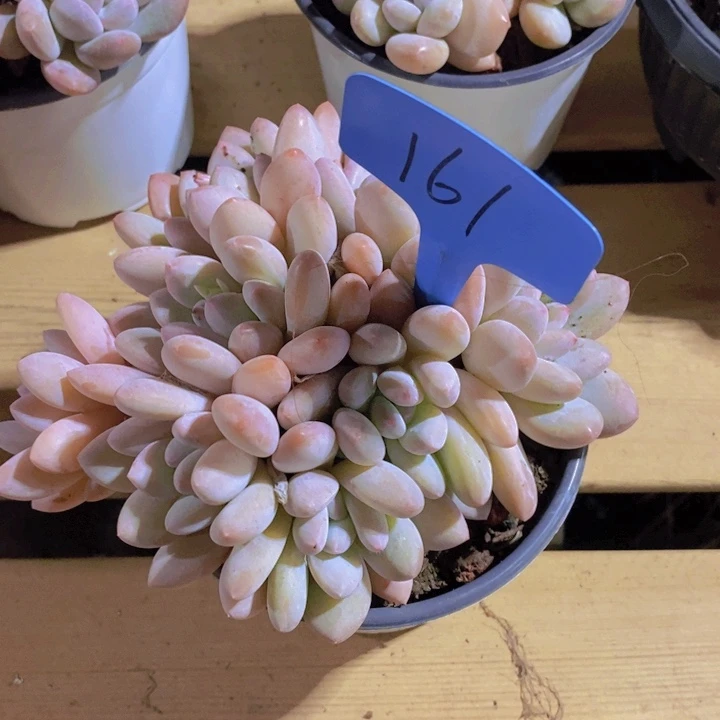 我想吃烤鸡呢嘿嘿