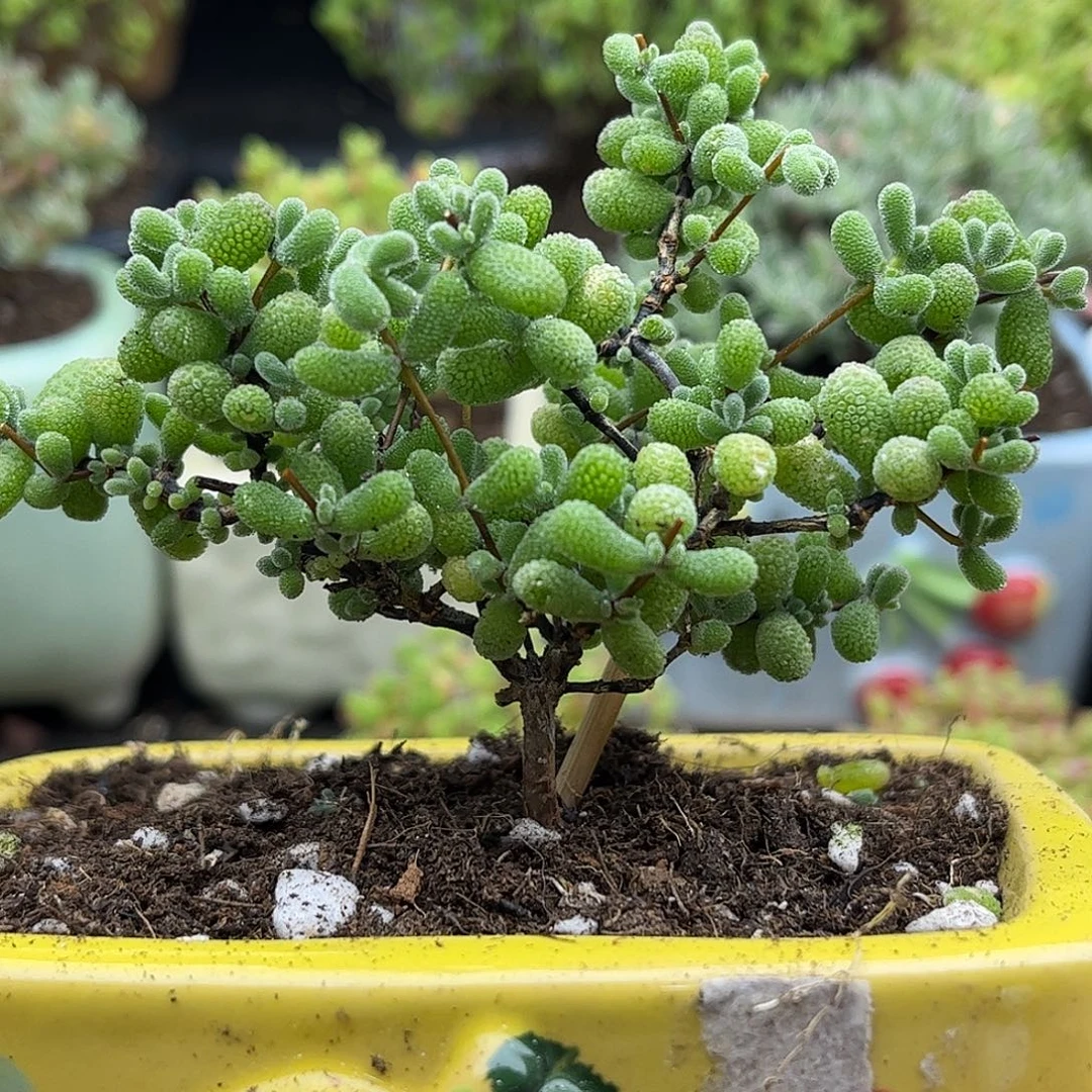 31翡翠优选枝干番杏