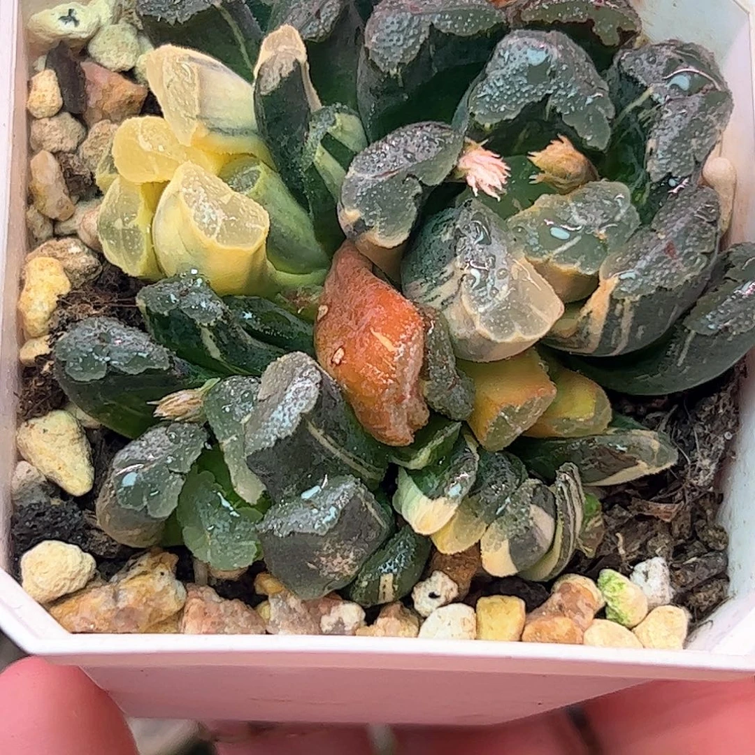 清万象锦十二卷多肉植物
