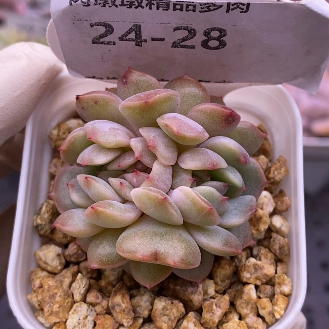 【闪购商品】24-28