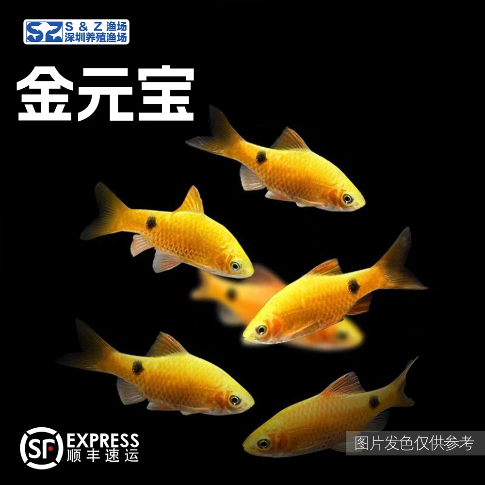 金元宝鱼冷水耐寒观赏鱼适合新手混养淡水耐活小型鱼