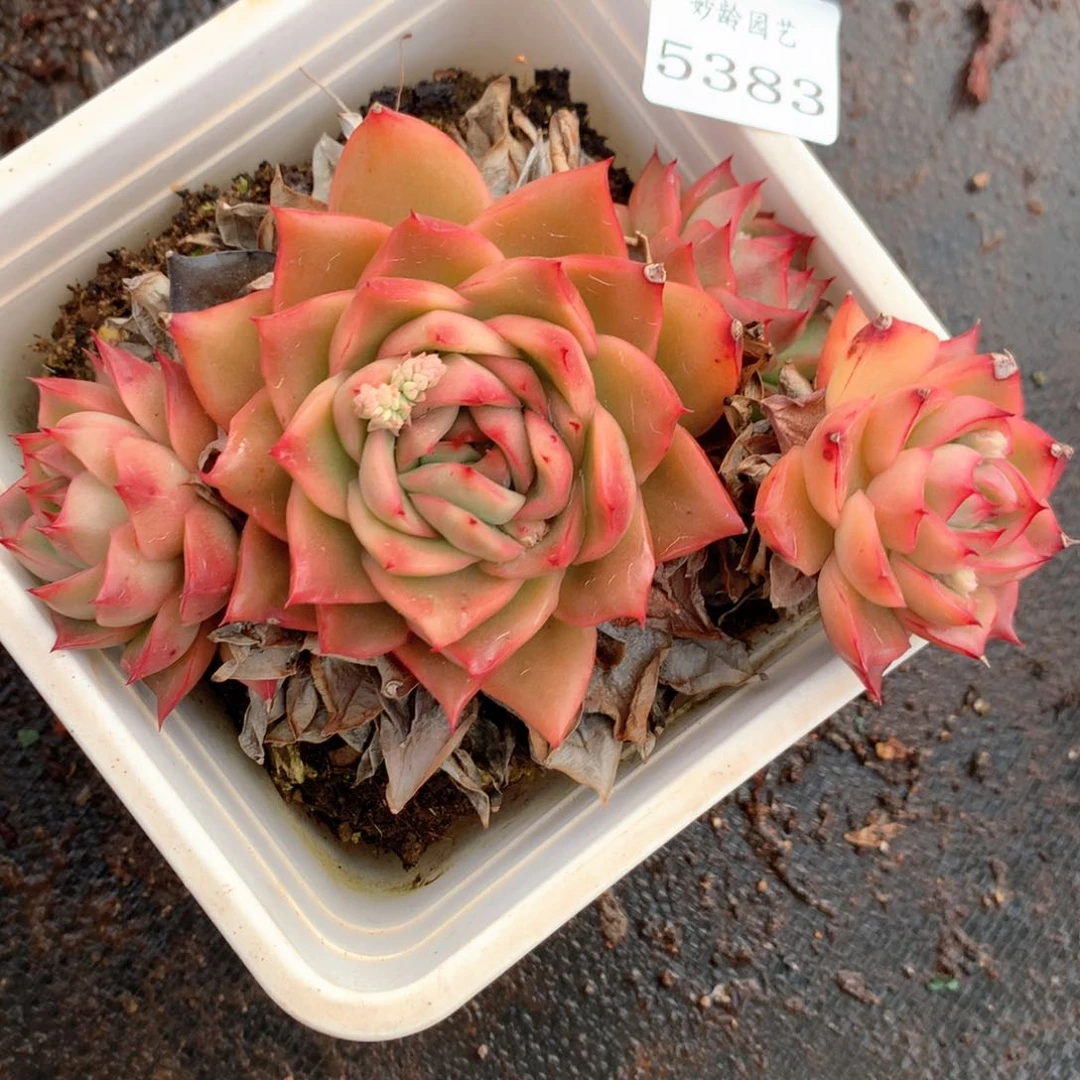 5383瑕疵不售后特价