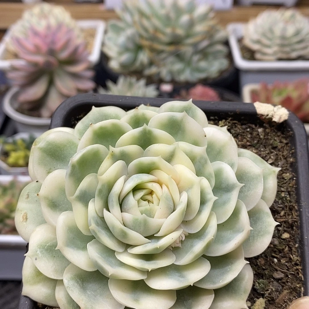 0194 昂斯诺锦多肉