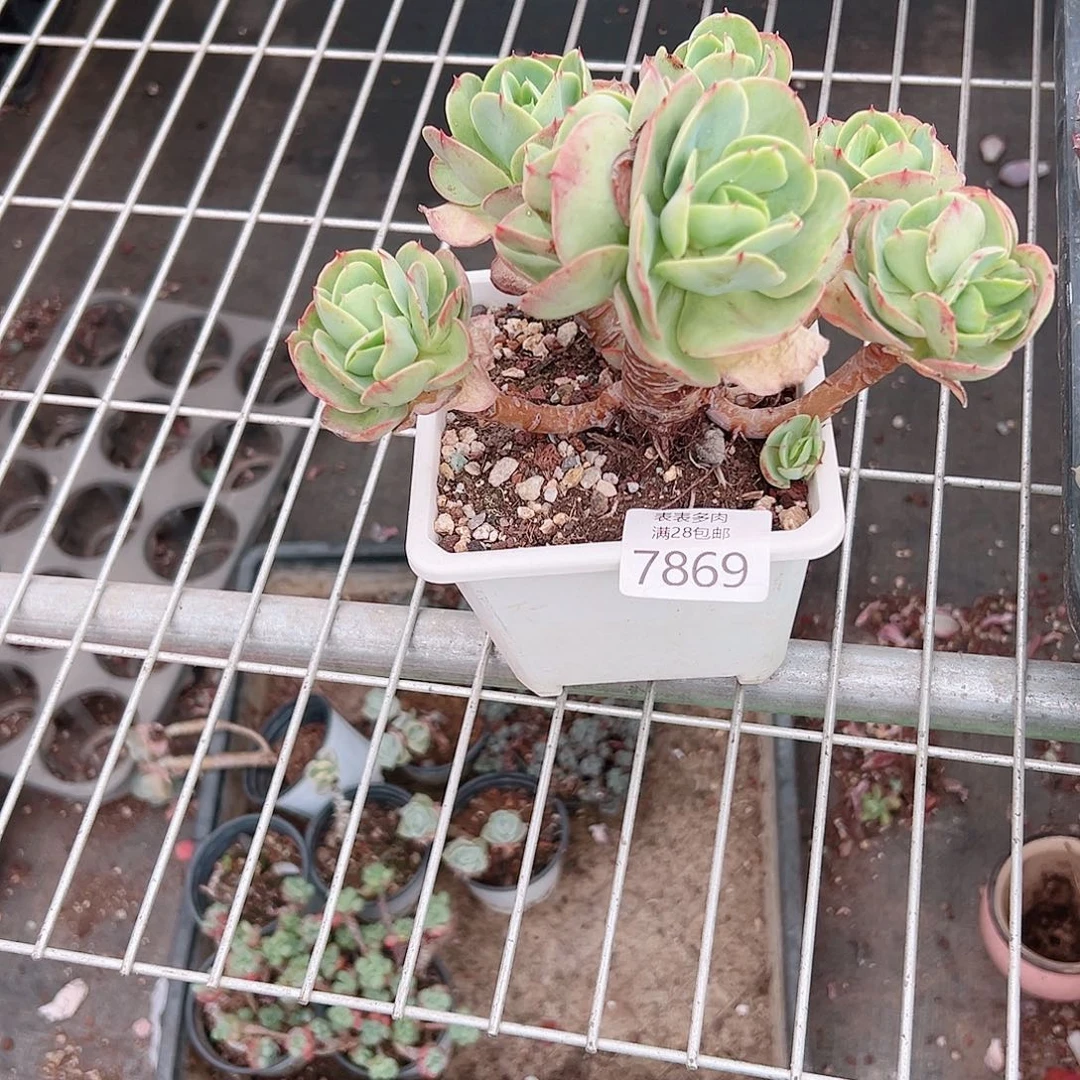 无花朵王**弌多肉一物一拍7869