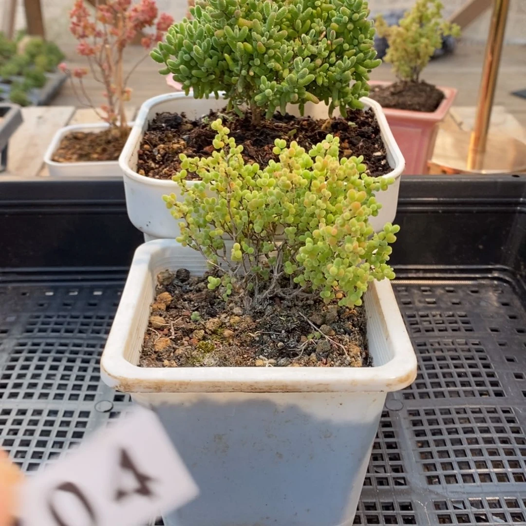 枝干番杏多肉植物304