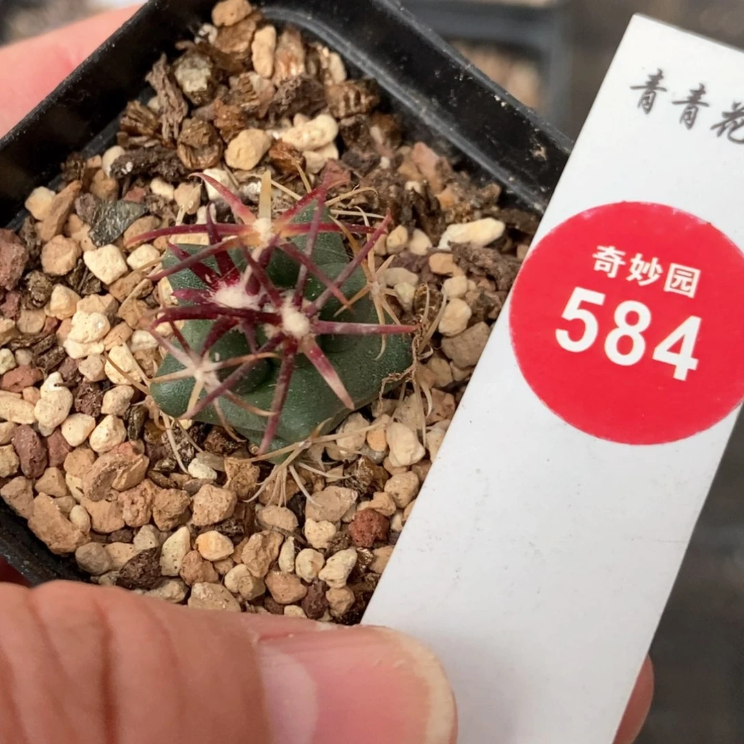 实生豪刺大红鹰一颗仙人球