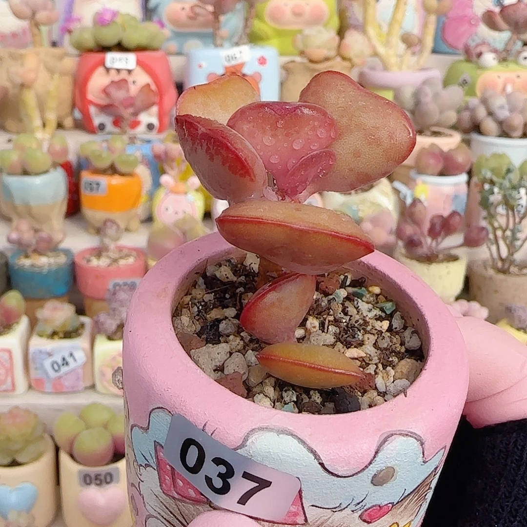 爱心水炮 盆口4cm