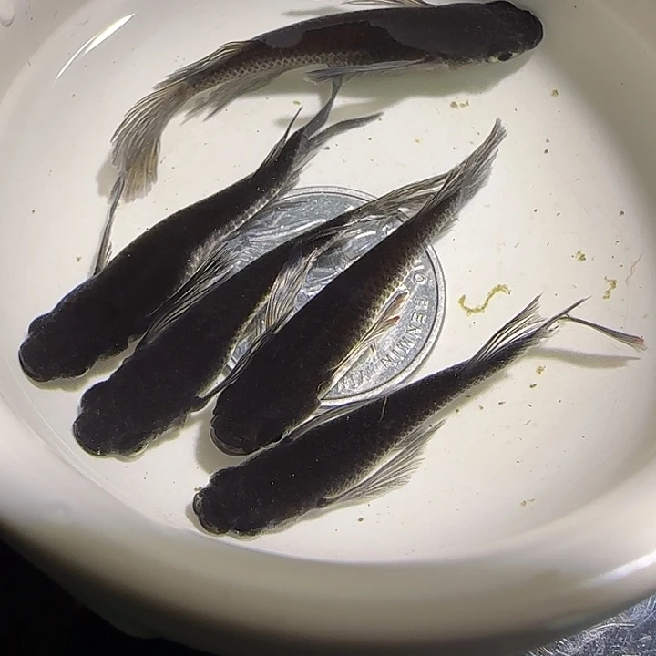 青鳉鱼一物一拍038