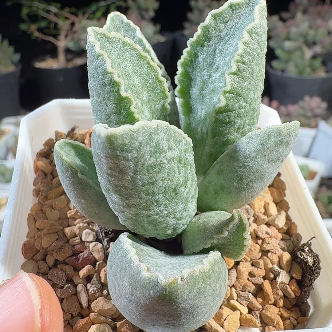 静***～鲍鱼