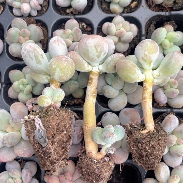 屁桃带杆子发3颗满18包邮