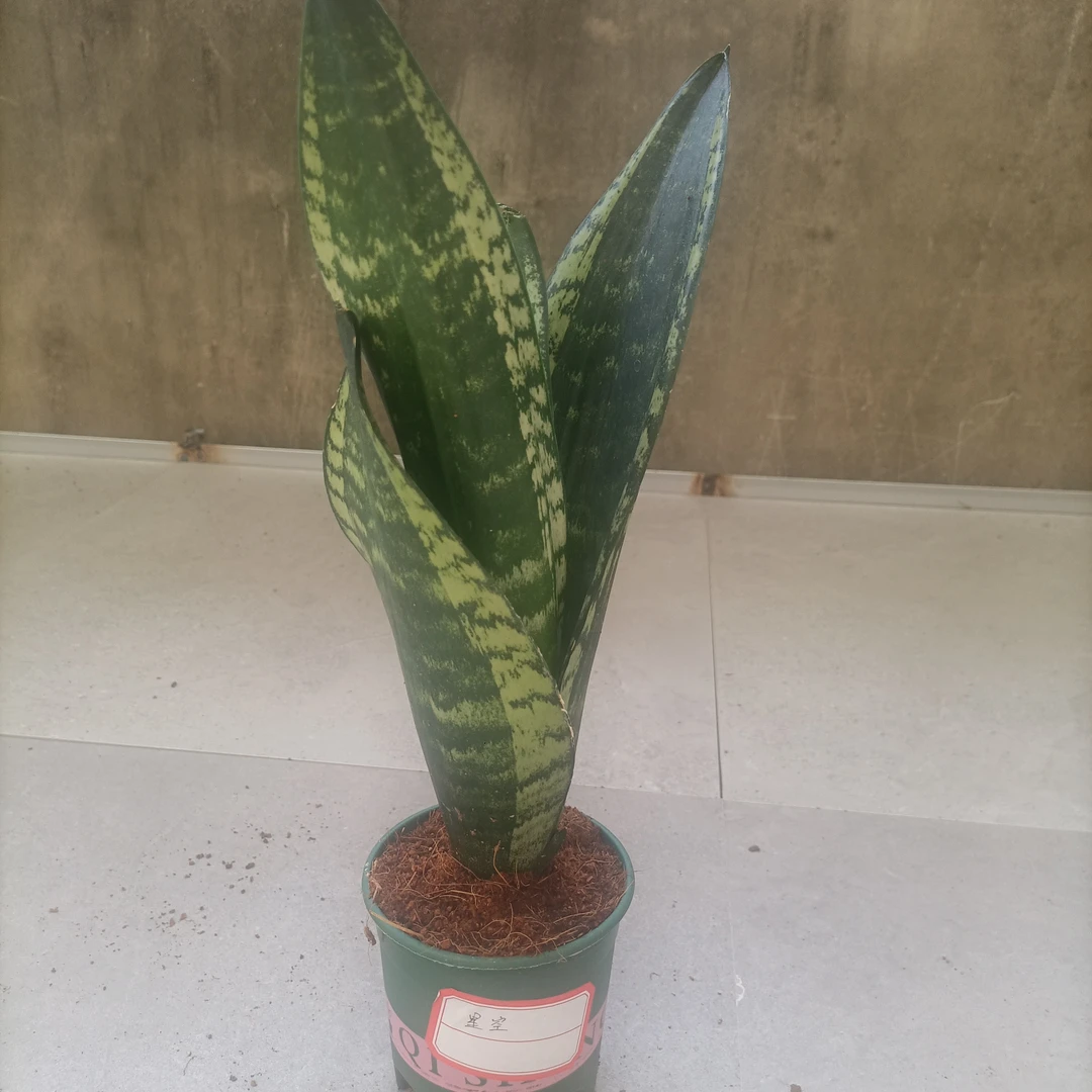 星空金边虎皮兰绿植盆栽可除甲醛