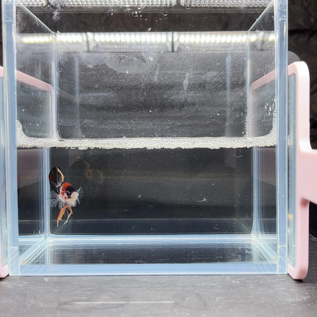 海胆宙斯斗鱼竞拍11-21