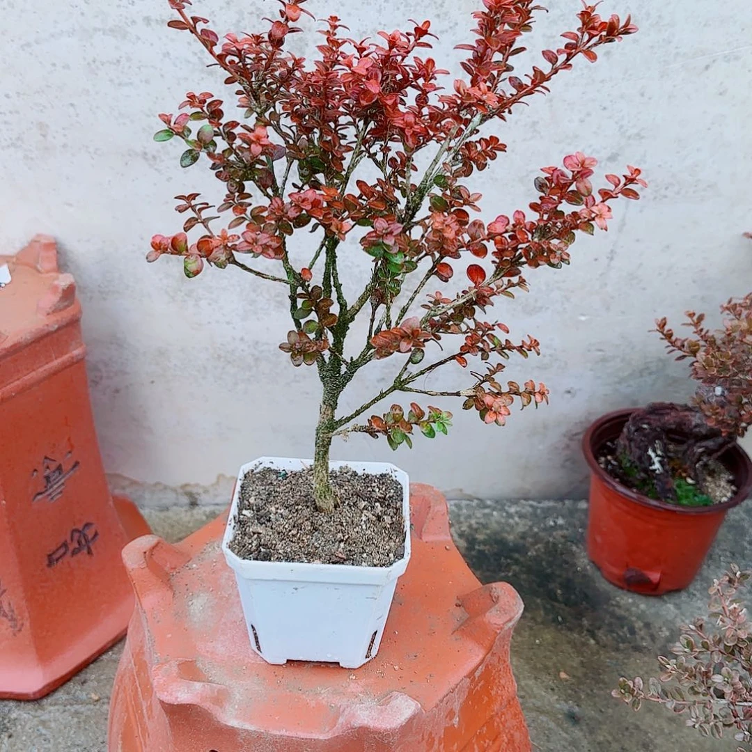 完全开放珍珠黄杨