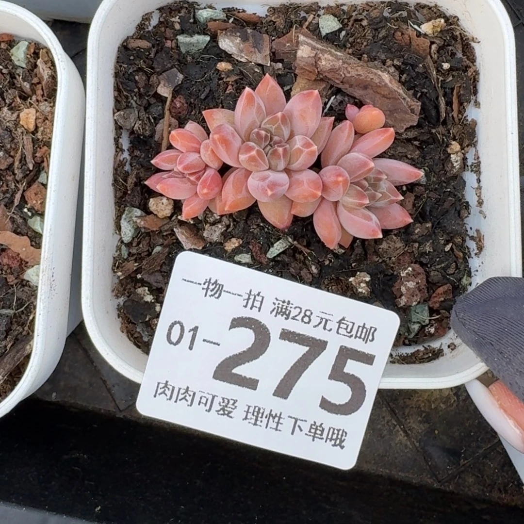 陨石无盆土发货无