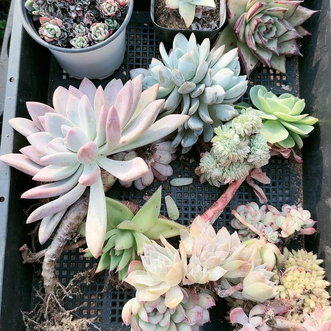 【满20包邮】零下拍保温箱无售后21号