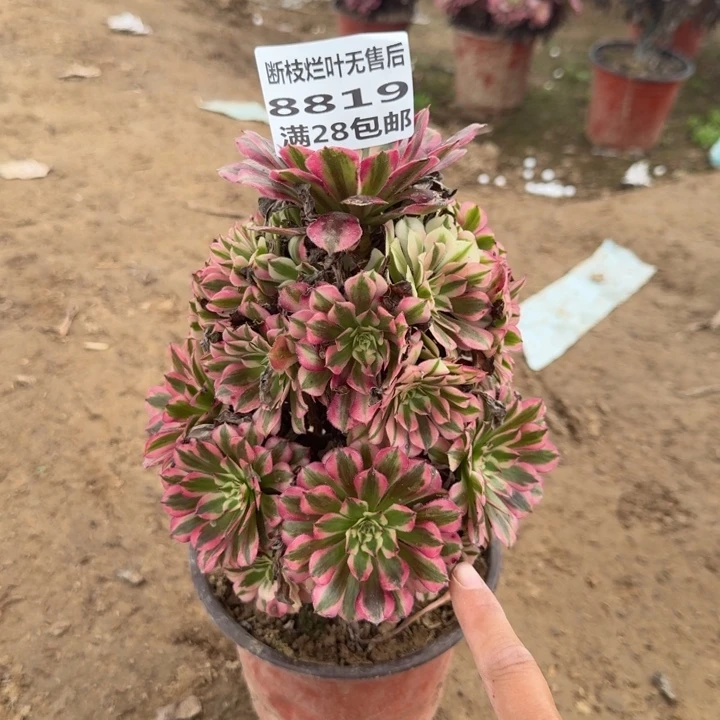 8819二号棚红铜壶D