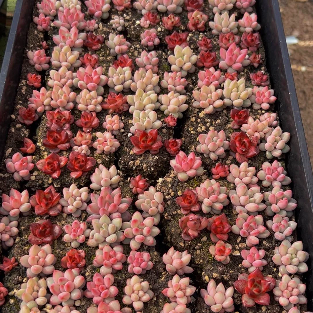 192多肉葡萄领导人的亲切