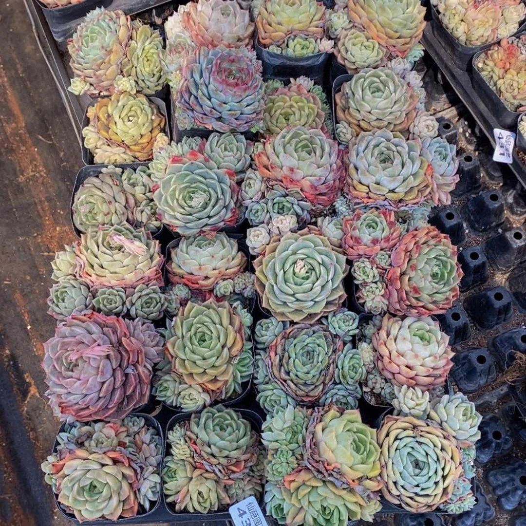 苏**干432多人在一起的时候我