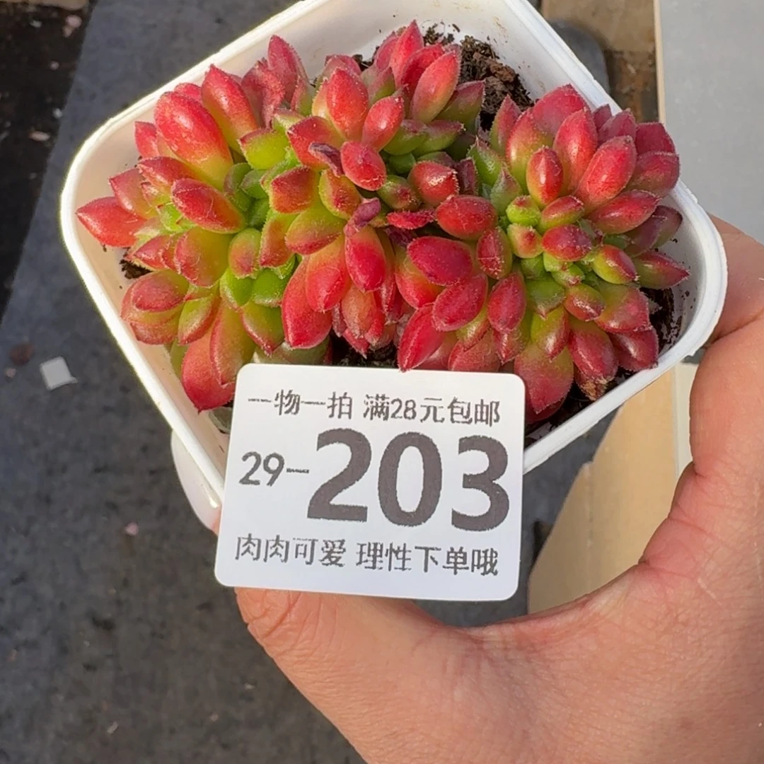 卡罗尔缀无盆土发货