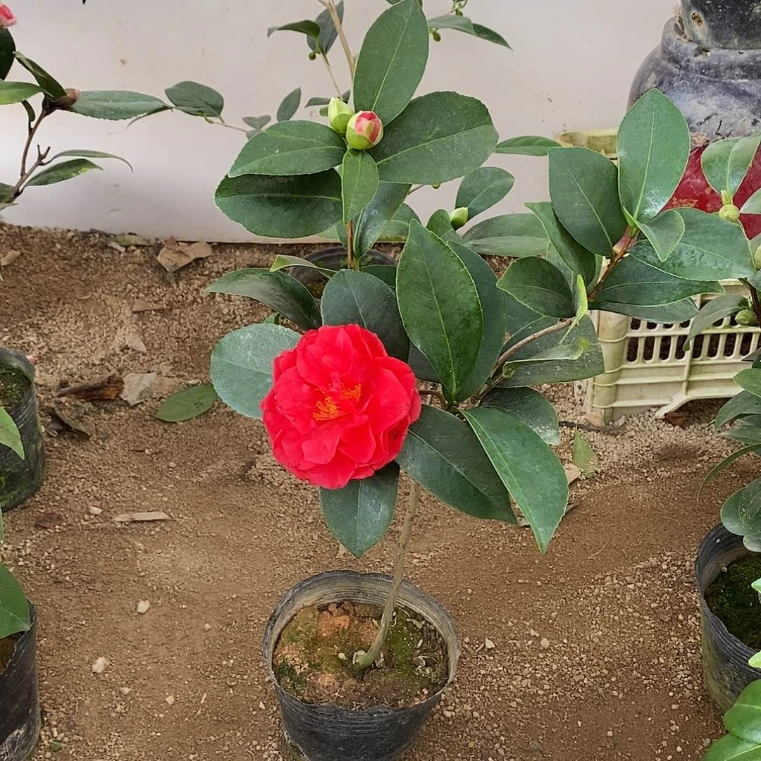 完全开放七星茶花