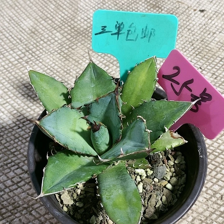 【闪购商品】无花朵龙舌兰绿肌仁王冠