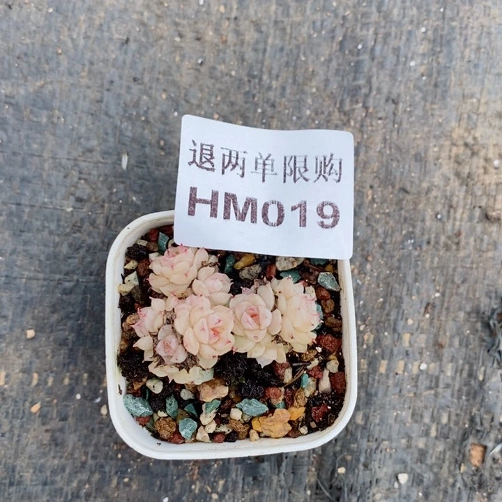 W***YHM019多肉多肉多肉多肉多rdrdrdr